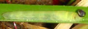 Larvae